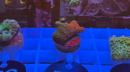 KORALLE 77 - GRAFTED MONTIPORA DIGITATA -  FREI ZUM KAUF