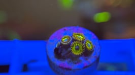 KORALLE 18 - PIKATCHU ZOANTHUS - @AquaBunny-uh3xk ​​