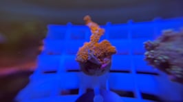 KORALLE 36 - MONTIPORA DIGITATA - @AquaBunny-uh3xk ​​