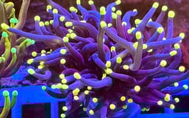 KORALLE 94 - GOLD TIP TORCH - FREI ZUM KAUF