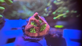 KORALLE 91 - vulcania favia - FREI ZUM KAUF