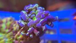 KORALLE 19 - HOLOGRAM BALIENSIS - @AquaBunny-uh3xk ​​