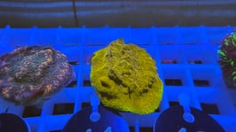 KORALLE 41 - GOLDEN PSAMMOCORA - FREI ZUM KAUF