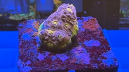 KORALLE 58 - RAINBOW UNICORN CHALICE - FREI ZUM KAUF