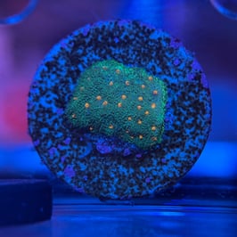 WWC Harvest Moon Psammocora