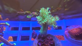 KORALLE 9 - FIJI SINULARIA - @bennji90 ​​