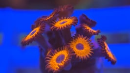 Koralle 20 - KED RED ZOANTHUS - @chris89dd39 ​​