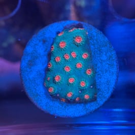 METEOR SHOWER CYPHASTREA