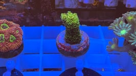 KORALLE 66 - yellow ACROPORA MILLEPORA - frei zum kauf