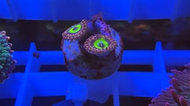 KORALLE 30 - PINK HIPPO ZOANTHUS - FREI ZUM KAUF