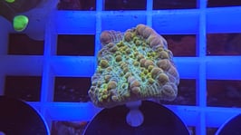 KORALLE 3 - JR AURORA BOUNCE - FREI ZUM KAUF