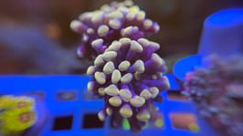 Koralle 24 - PURPLE STEM GOLD TIP PARAANCORA - FREI ZUM KAUF