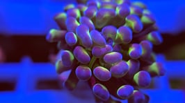 KORALLE 32 - HOLOGRAM BALIENSIS - frei zum kauf