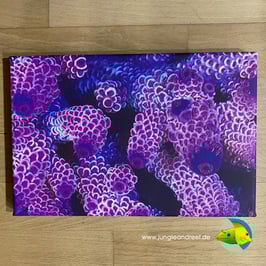 JR UV LIGHT CORAL PORN - ACROPORA (1/3)