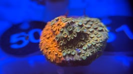 KORALLE 51 - FENDER BENDER CYPHASTREA - @braunschweig_reefer1965 ​​