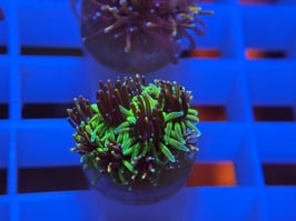 GALAXEA COLLECTOR PACKAGE (SONIC & GOLDEN)