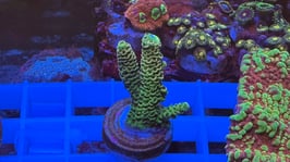 KORALLE 61 - YELLOW ACROPORA - @braunschweig_reefer1965 ​​