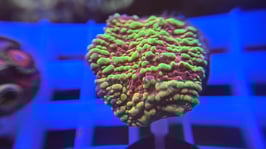 KORALLE 84 -  acid rain chalice - @bennji90 ​​