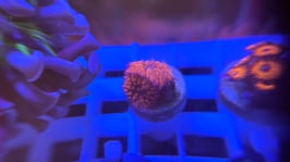 KORALLE 97 - blastomussa merletti RED - FREI ZUM KAUF