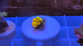 KORALLE 80 - WWC OG BOUNCE MUSHROOM - FREI ZUM KAUF