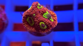 KORALLE 11 - GOD OF WAR FAVIA -  @MrMaure111 Mitglied (2 Monate) ​​