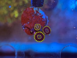 BLUE HORNET ZOANTHUS