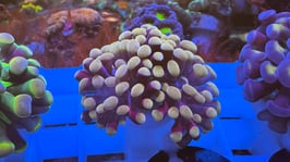 KORALLE 72 - PURPLE BRONCE PARAANCORA - frei zum kauf