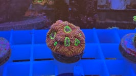 KORALLE 65 - GOD OF WAR FAVIA - frei zum kauf