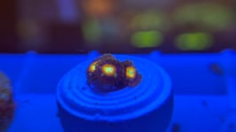 KORALLE 60 - DRAGONBALLZ ZOANTHUS - FREI ZUM KAUF