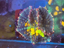 WWC OG BOUNCE DOUBLE MUSHROOM *SHOWSIZE*