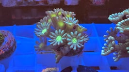 KORALLE 67 - ULTRA ALVEOPORA - FREI ZUM KAUF