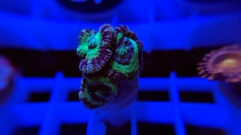 KORALLE 30 - ASIA ACAN GREEN/BLUE - @MorpheustheSniper ​  #3 ​