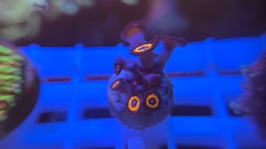 KORALLE 85 - JOHNNY PUMPKIN SEEDS - @AquaBunny-uh3xk ​​