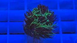 KORALLE 42 - SONIC THE HEDGEHOG GALAXEA - FREI ZUM KAUF