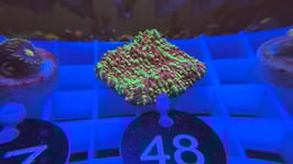 KORALLE 48 - ACID RAIN CHALICE - FREI ZUM KAUF