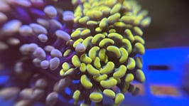 Koralle 24 - GOLDEN PARAANCORA -  @d.schmidt8688 ​​