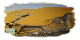 Europet Felsenheitzkörper  230 V 290x125x40 mm 11 Watt