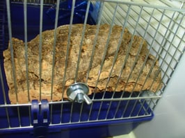 Korksitzbrett "Groß" für Vögel  und Nager 25x20 cm