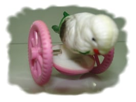 Wellensittich Kustoff Tischspielzeug auf Räder