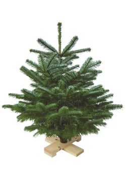 Nordmanntanne auf Holzkreuz montiert und aufstellbereit. Abholpreis