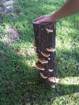 Reishi Mushroom Plug Spawn