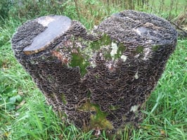 Turkey Tail Mushroom Plug Spawn