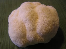 Lions Mane Mushroom Plug Spawn