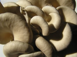 Blue Grey Oyster Mushroom Plug Spawn