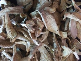 Dried Oyster Mushrooms