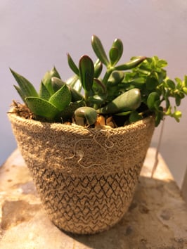 Sukkulenten im Korb gepflanzt