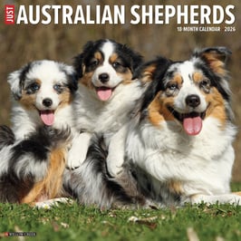 AUSTRALIAN SHEPHERDS KALENDER 2026 AUSVERKAUFT SORRY