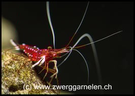 Kardinalsgarnelen
