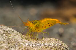 Golden Tiger / Tangerine Tiger