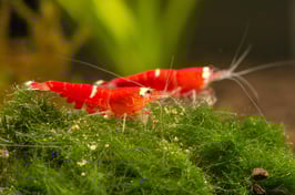 Super Crystal Red - High Grade